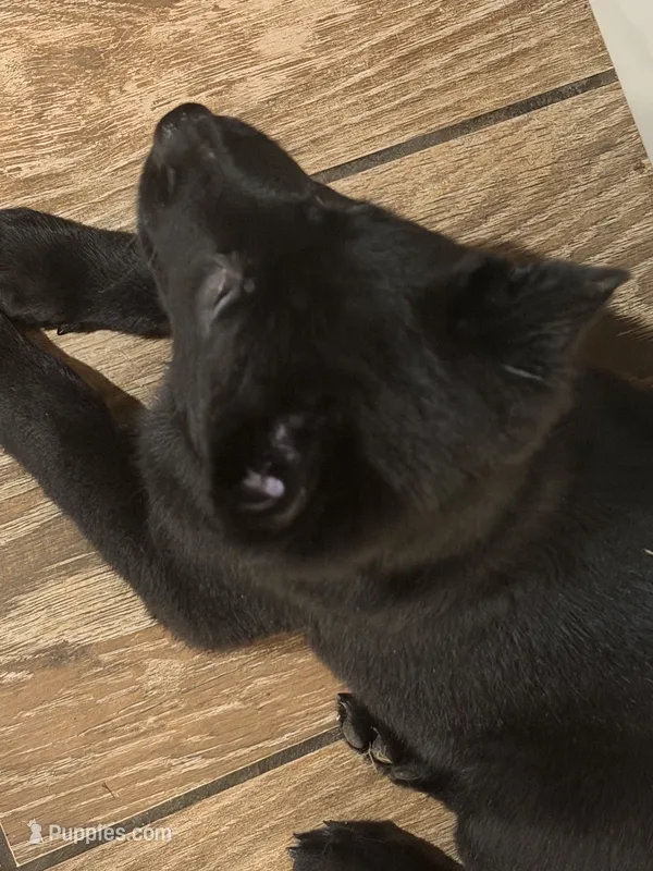 Orange Blue Male – Belgian Malinois, Belgian Shepherd Dog puppy for sale in North Brookfield, MA