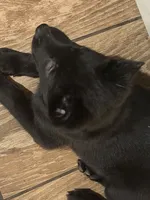 Orange Blue Male, a male Belgian Malinois and Belgian Shepherd Dog for sale in North Brookfield, MA – 1 of 5