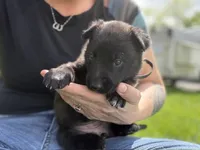 Black Collar Female, a female Belgian Malinois for sale in North Brookfield, MA – 4 of 10