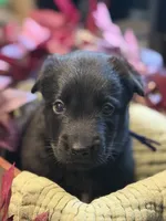 Purple Collar Female, a female Belgian Shepherd Dog for sale in North Brookfield, MA – 3 of 3