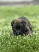 Royal Blue Male, a male Belgian Malinois for sale in North Brookfield, MA – 9 of 9