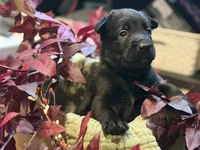 Maroon Collar Male, a male Belgian Shepherd Dog for sale in North Brookfield, MA – 3 of 6