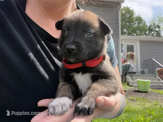 Red Collar Male – Belgian Malinois puppy for sale in North Brookfield, MA
