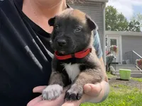 Red Collar Male, a male Belgian Malinois for sale in North Brookfield, MA – 1 of 9