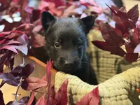 Orange Blue Male, a male Belgian Shepherd Dog for sale in North Brookfield, MA – 4 of 4
