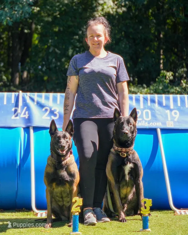 Light Blue Collar Male – Belgian Malinois puppy for sale in North Brookfield, MA