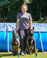 Light Blue Collar Male, a male Belgian Malinois for sale in North Brookfield, MA – 1 of 4