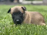 Lavender Collar Female, a female Belgian Malinois for sale in North Brookfield, MA – 7 of 8