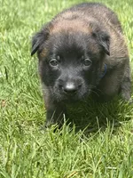 Royal Blue Male, a male Belgian Malinois for sale in North Brookfield, MA – 4 of 9