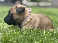 Lavender Collar Female, a female Belgian Malinois for sale in North Brookfield, MA – 6 of 8
