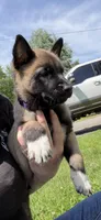 Rowdy - Purple Collar Male, a male Belgian Malinois for sale in North Brookfield, MA – 6 of 7