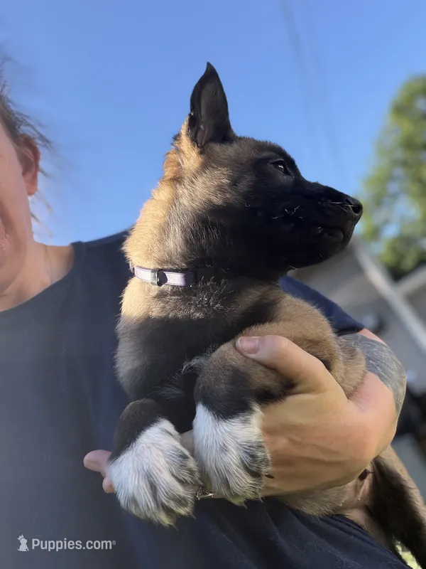 Rowdy - Purple Collar Male – Belgian Malinois puppy for sale in North Brookfield, MA