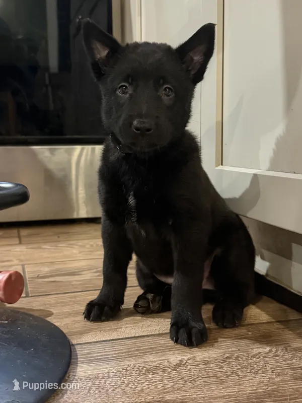 Mint Collar Male – Belgian Malinois, Belgian Shepherd Dog puppy for sale in North Brookfield, MA