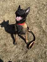 Flare, a female Belgian Malinois for sale in North Brookfield, MA – Photo 3 of 4