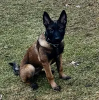 Flare, a female Belgian Malinois for sale in North Brookfield, MA – Photo 2 of 4