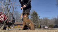 Flare, a female Belgian Malinois for sale in North Brookfield, MA – Photo 1 of 4