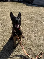 Flare, a female Belgian Malinois for sale in North Brookfield, MA – Photo 4 of 4