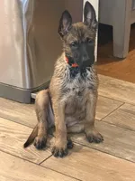 Orange Male, a male Belgian Malinois for sale in North Brookfield, MA – 2 of 4