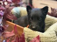 Orange Blue Male, a male Belgian Shepherd Dog for sale in North Brookfield, MA – 2 of 4