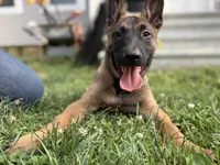 Bruce — Orange Male, a male Belgian Malinois for sale in North Brookfield, MA – 1 of 8