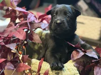 Maroon Collar Male, a male Belgian Shepherd Dog for sale in North Brookfield, MA – 4 of 6