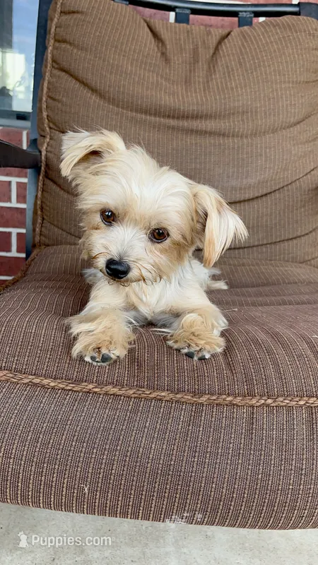 sweet teacup girl – Yorkshire Terrier puppy for sale in College Station, TX