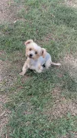 sweet teacup girl, a female Yorkshire Terrier for sale in College Station, TX – 3 of 5