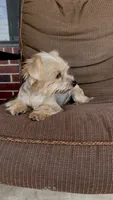 sweet teacup girl, a female Yorkshire Terrier for sale in College Station, TX – 2 of 5
