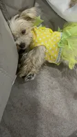 sweet teacup girl, a female Yorkshire Terrier for sale in College Station, TX – 5 of 5