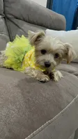 sweet teacup girl, a female Yorkshire Terrier for sale in College Station, TX – 4 of 5