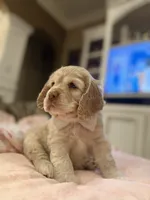 Theo, a male Cocker Spaniel for sale in Willis, TX – Photo 5 of 5