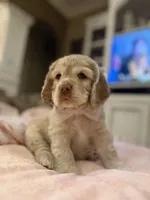 Theo, a male Cocker Spaniel for sale in Willis, TX – Photo 1 of 5