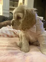 Theo, a male Cocker Spaniel for sale in Willis, TX – Photo 2 of 5