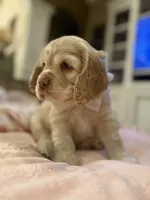 Theo, a male Cocker Spaniel for sale in Willis, TX – Photo 4 of 5