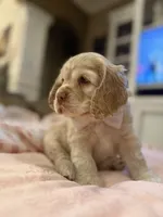 Theo, a male Cocker Spaniel for sale in Willis, TX – Photo 3 of 5