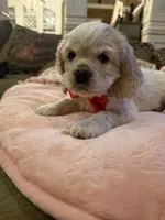 processed/9fd577f7-6abd-4951-921e-e631e95d281d/listing/83fc985d-1cce-45ae-8137-ed23a6dc2ba7/764fe83a-8b7b-4718-b48c-a6857a846425