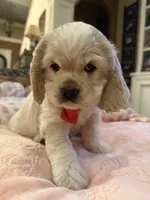 processed/9fd577f7-6abd-4951-921e-e631e95d281d/listing/83fc985d-1cce-45ae-8137-ed23a6dc2ba7/c6c466e3-2549-4a79-82f1-efa7efd2f367