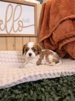 Cloe, a female Cavalier King Charles Spaniel for sale in Topeka, IN – 4 of 5