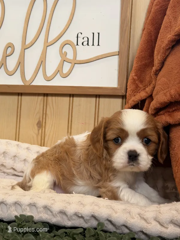 Captain – Cavalier King Charles Spaniel puppy for sale in Topeka, IN