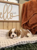 Casey, a female Cavalier King Charles Spaniel for sale in Topeka, IN – 3 of 4