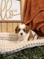 Carlet, a female Cavalier King Charles Spaniel for sale in Topeka, IN – 5 of 6