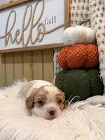 Finley, a male Cavalier King Charles Spaniel for sale in Topeka, IN – 4 of 4