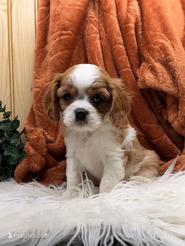 Captain – Cavalier King Charles Spaniel puppy for sale in Topeka, IN