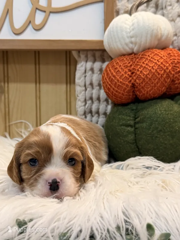 Frankie – Cavalier King Charles Spaniel puppy for sale in Topeka, IN