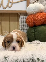 Frankie, a male Cavalier King Charles Spaniel for sale in Topeka, IN – 1 of 4