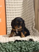 Bailey, a female Cavalier King Charles Spaniel for sale in Topeka, IN – 4 of 6