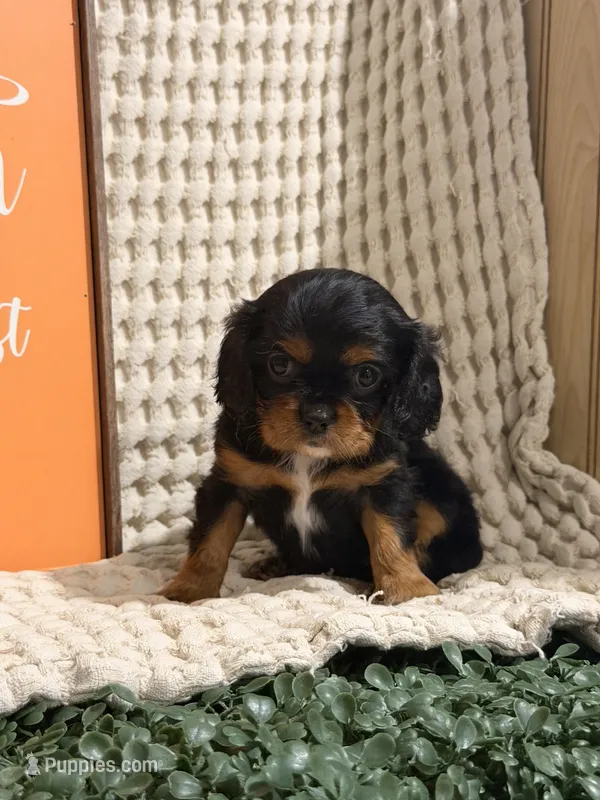 Bailey – Cavalier King Charles Spaniel puppy for sale in Topeka, IN