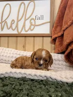 Callie, a female Cavalier King Charles Spaniel for sale in Topeka, IN – 3 of 5
