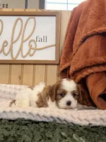 Carlet, a female Cavalier King Charles Spaniel for sale in Topeka, IN – 6 of 6
