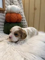 Forest, a male Cavalier King Charles Spaniel for sale in Topeka, IN – 3 of 5